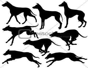 Greyhound dog silhouettes
