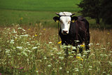 black cow on the meadow