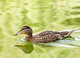 Wild duck in water