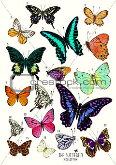 Large Collection of Butterflies