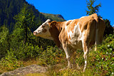 White and Brown Cow in Mountain