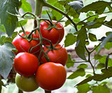 Tomatoes on a branch.