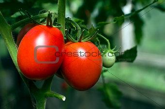 Tomatoes on a branch.
