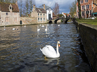 Swans on the canal in Bruges, Belgium.