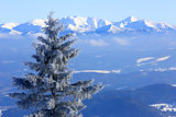 frozen pine tree on mountain background
