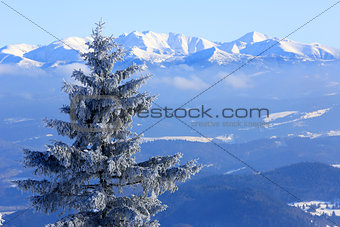 frozen pine tree on mountain background