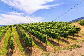 Vineyards in summer colors.