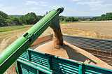Combine harvester load wheat in the truck