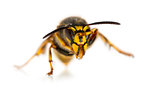 Wasp cleaning itself in front of a white background