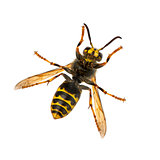 Bottom view of a Wasp in front of a white background