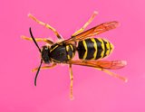 High view of a Wasp in front of a pink background