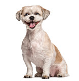 Shih Tzu sitting and smiling in front of a white background