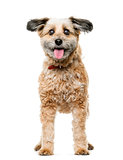 Crossbreed dog standing in front of a white background