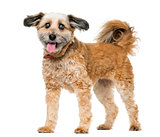 Crossbreed dog standing in front of a white background