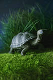 Toy turtle walking on grass