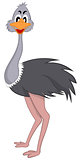 Funny Cartoon Ostrich