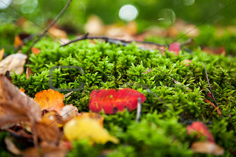 Natural autumn background - rock with bright green moss. Vyborg,