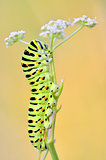 Papilio machaon caterpillar