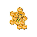 Bee honeycomb with honey bee