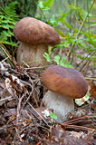 two porcini mushrooms