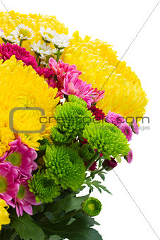 Yellow, red and pink  mum flowers