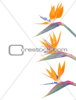 Bird of paradize flowers border