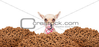 hungry dog  behind mound food