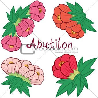 Cute abutilon set, colorful flowers collection