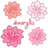 Cute amaryllis set, colorful hippeastrum collection