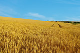 Golden Ripe Wheat Field