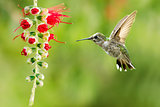 Hummingbird Flying over Green Background