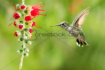 Hummingbird Flying over Green Background