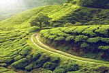 Tea plantation in Cameron highlands