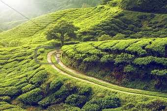 Tea plantation in Cameron highlands
