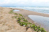 Environmental issue - muddied seashore ocean, natural mud and al
