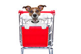 shopping cart dog
