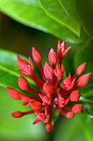 Red buds flower of Ixora chinensis Lamk