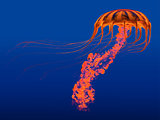 Orange Glowing Jellyfish
