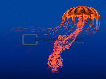 Orange Glowing Jellyfish