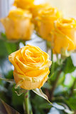 Bouquet of fresh, blossomed yellow roses