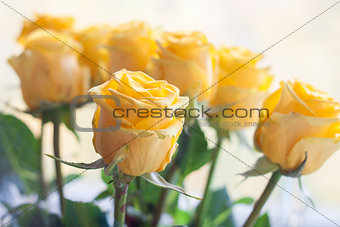 Bouquet of fresh, blossomed yellow roses