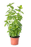 basil plant