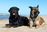 rottweiler and malinois