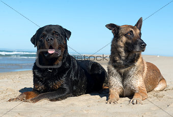 rottweiler and malinois