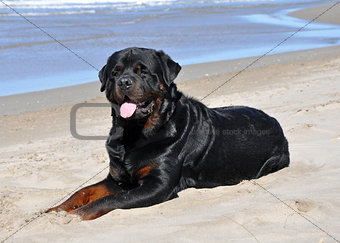 rottweiler on the beach
