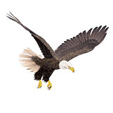 Bald eagle isolated on white background. 
