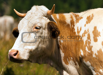 Brown and White Cow with Horns