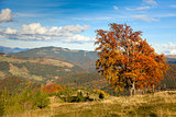 Autumn Landscape with Big Colorful Tree and Mountain Panorama
