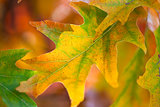 Amazing Colorful Autumn leaves background, soft focus,  fall 