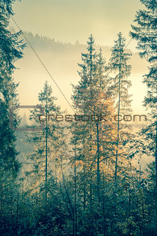 Wild forest in autumnal time vintage toned